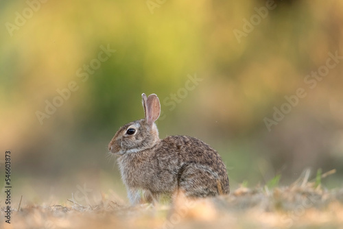 Cottontail rabbit (Sylvilagus floridanus) profile while resting in warm light of a summer sunset against a colorful bokeh. Piedmont, Italy © Dario