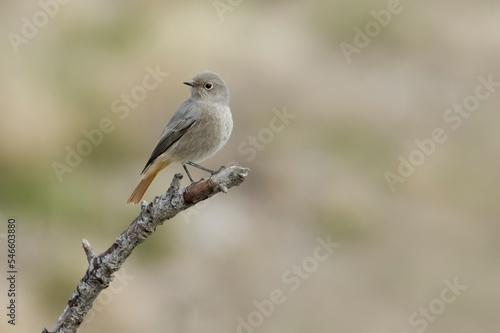 Obraz na płótnie Female Black redstart (Phoenicurus ochruros) standing on a dry branch against soft bokeh in the background - Cute animals - Italian Alps, Piedmont. w salonie