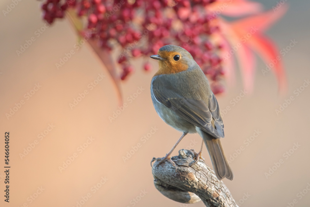 Robin bird oe redbreast (Erithacus rubecula) perched on a dry branch on blurred red berries in the background, Italian Alps, Piedmont. Monviso Natural park. Merry Christmas card.