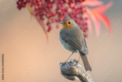 Obraz na płótnie Robin bird oe redbreast (Erithacus rubecula) perched on a dry branch on blurred red berries in the background, Italian Alps, Piedmont. Monviso Natural park. Merry Christmas card. w salonie