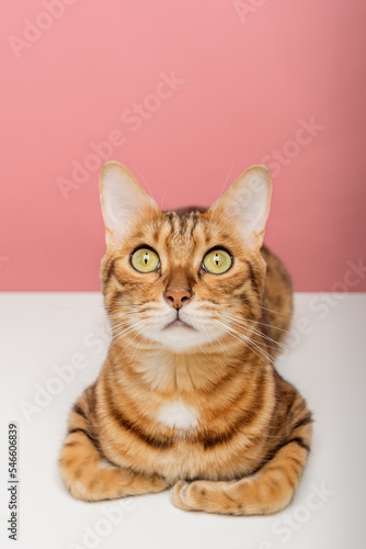 Fototapeta Naklejka Na Ścianę i Meble -  Portrait of a Bengal cat on a colored background.