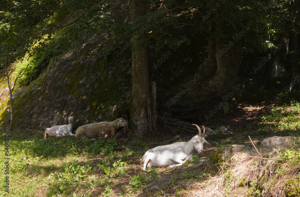 Portrait of a group of goats resting on a green meadow in the Piedmont alps Italy Portrait of a group of goats resting on a green meadow in the Piedmont alps Italy