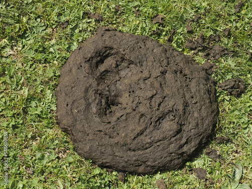 cow dung poo in a grass field photo
