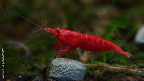 Red Neocaridina heteropoda|Bloody Mary Shrimp|烈火蝦|極火蝦