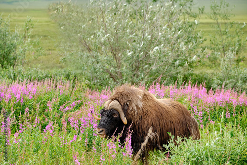 Wild Musk Ox Ovibos Moschatus feed on wild flowers and fireweed near Prudhoe Bay Alaska in the summer photo