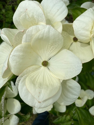 Cornus Venus