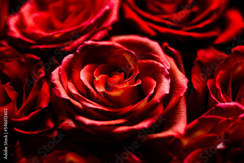 fresh dark red roses close up texture background for St. Valentine's Day