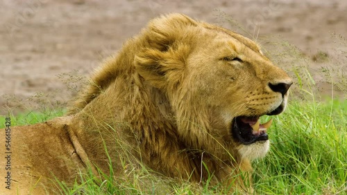 Wallpaper Mural Lion roaring while sitting on grass in a wide plain. Torontodigital.ca