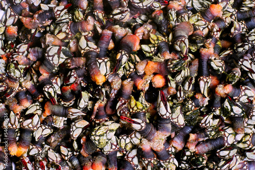 boiled  barnacles percebes typical seafood in the food of Galicia, Spain photo