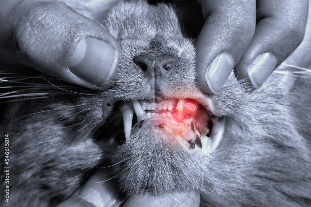 Cat with swollen an inflamed gums. Resorption of teeth in felines and