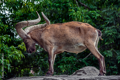 East caucasian tur male on the stone. Latin name - Capra cylindricornis photo