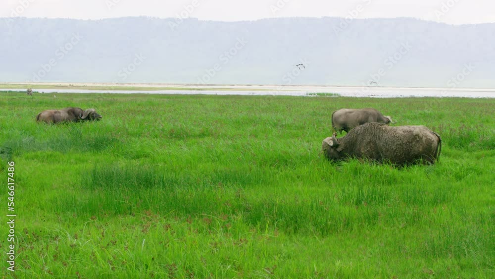 African buffaloes resting inside Ngorongoro crater in Tanzania. African buffaloes resting inside Ngorongoro crater in Tanzania.