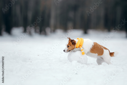 Fototapeta Naklejka Na Ścianę i Meble -  dog in snowy winter makes a snowman. Jack Russell Terrier in a scarf. Pet in nature