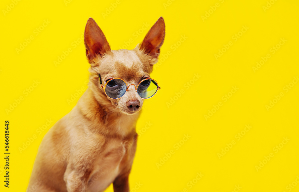 Cute brown dog Toy Terrier wearing sunglasses sitting against yellow background.