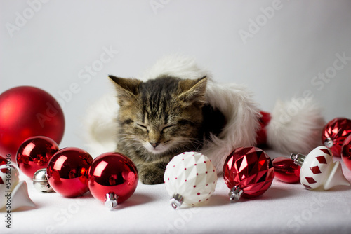 Wallpaper Mural Funny kitten sleeps on a red santa's hat. Christmas decor on a white background. New year card with fluffy cat. Torontodigital.ca