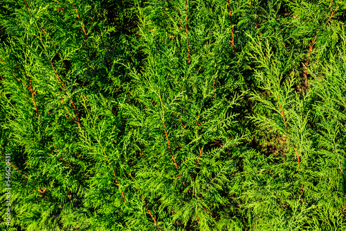 a bush branch background. a green branch texture. close up of tree branches