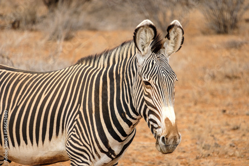 close up of zebra