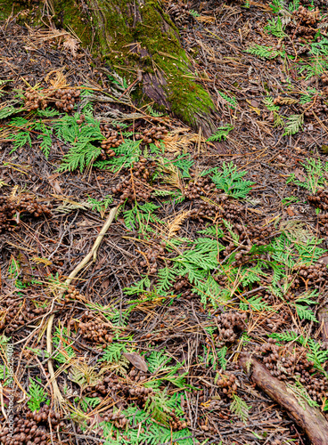 621-43 Cedar Forest Floor photo