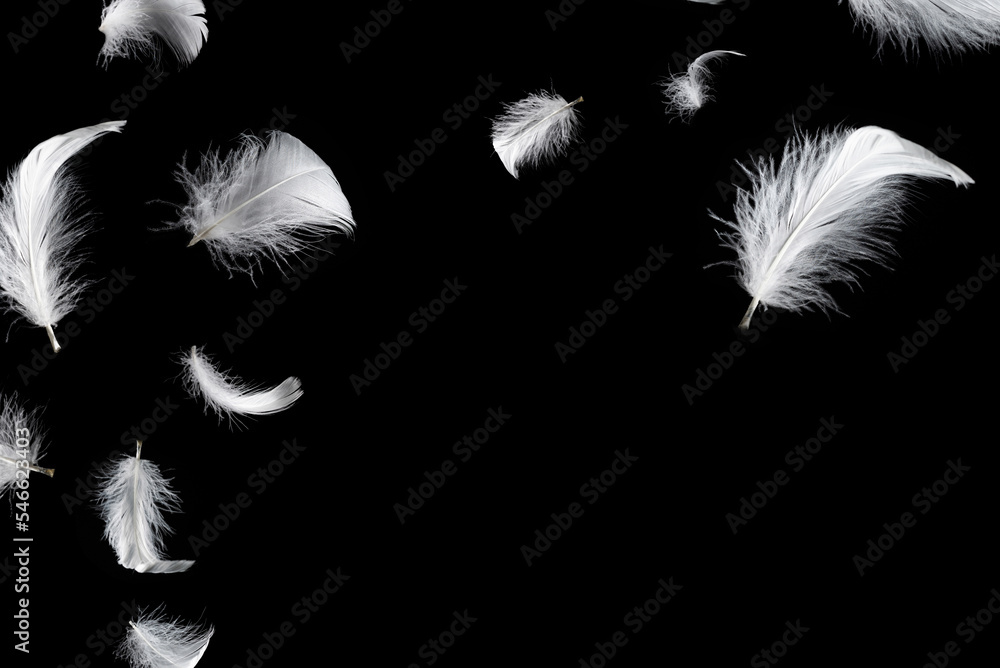 Obraz premium White feather isolated on a black background.