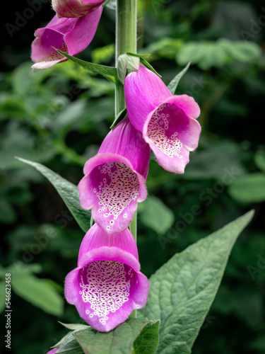Close-up of pink common foxglove (Digitalis) flowers.  photo