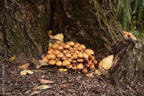 Pholiota squarrosa, commonly known as the shaggy scalycap, the shaggy Pholiota, or the scaly Pholiota, is a species of mushroom in the family Strophariaceae. Common in North America and Europe