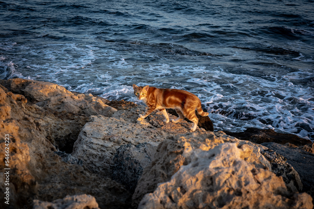 A red coloured cat walking on the rocks at the seaside during sunset in Ayia Napa, Cyprus. A red coloured cat walking on the rocks at the seaside during sunset in Ayia Napa, Cyprus.
