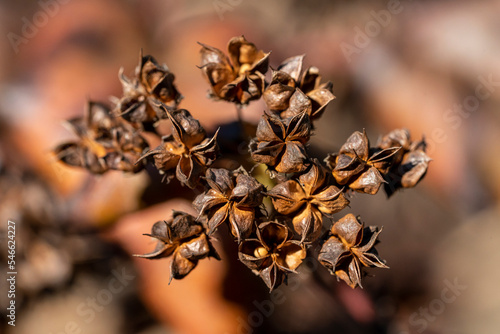 graines de physocarpe à feuilles d'obier en automne photo