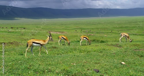 Four beautiful Impala animals grazing in a very wide grassy field.
