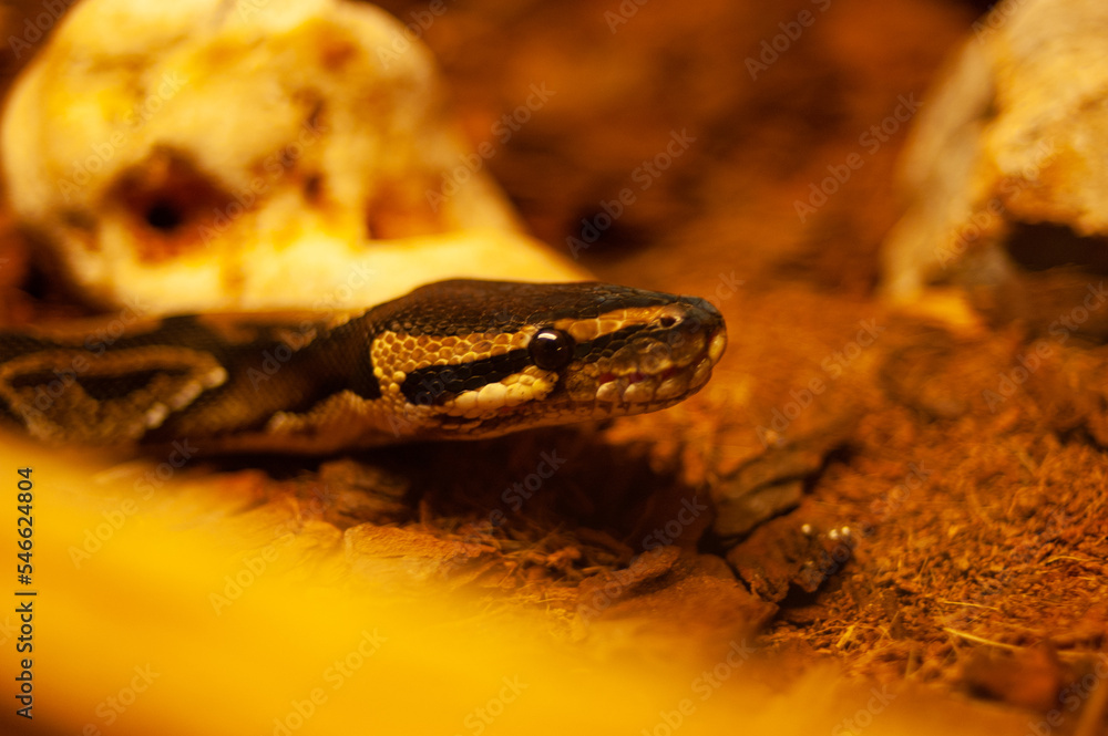 Ball Python Snake close up photo Ball Python Snake close up photo