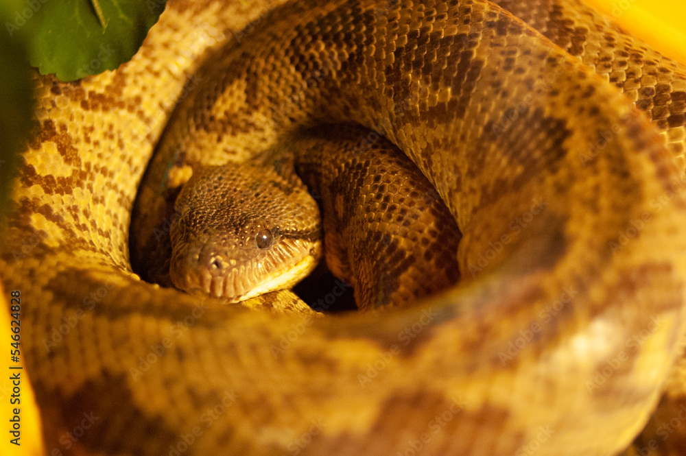 Fototapeta premium Cuban boa snake close up photo