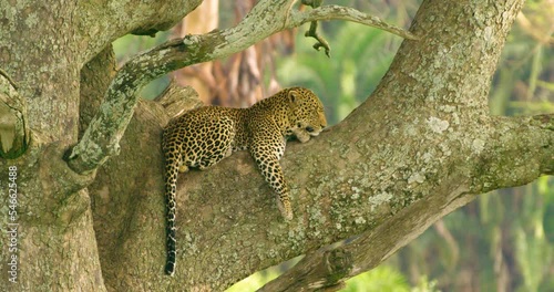 Leopard sleeping on a tree in Ngorongoro Conservation Area. photo