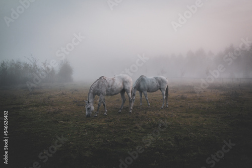 Horses on the foggy  misty meadow in the autumn mornng horizontal  copy space. Konie na mglistym pastwisku  miejsce na tekst.