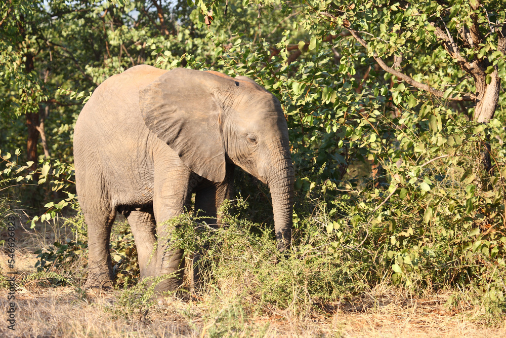 Fototapeta premium Afrikanischer Elefant / African elephant / Loxodonta africana
