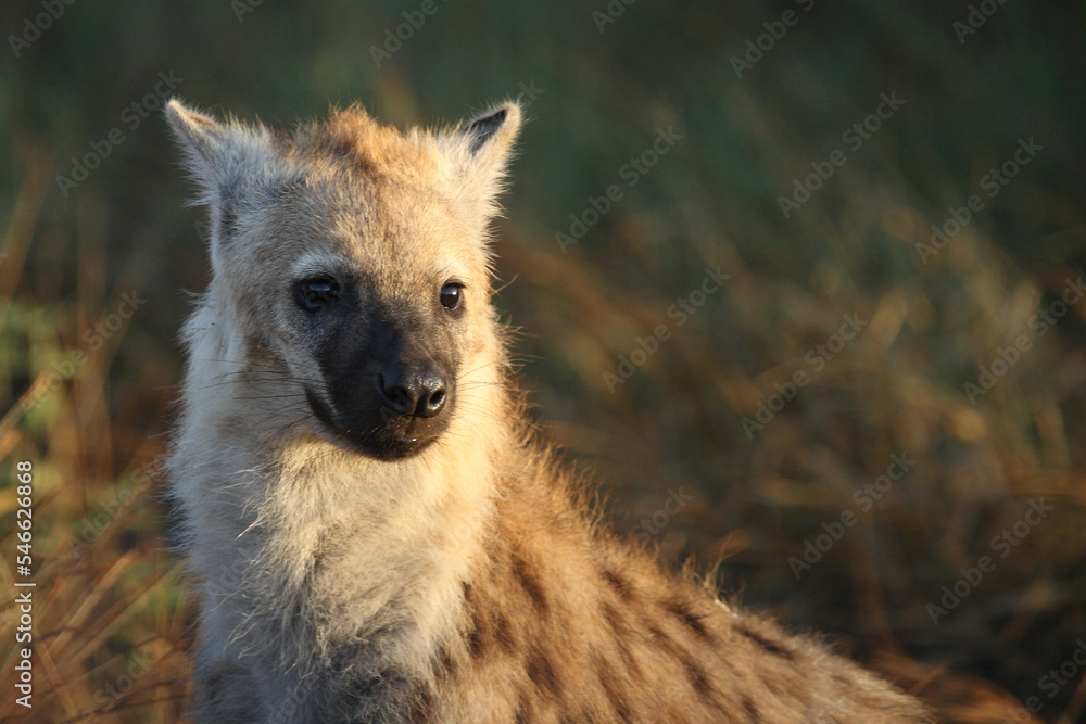 Tüpfelhyäne / Spotted hyaena / Crocuta crocuta... Tüpfelhyäne / Spotted hyaena / Crocuta crocuta...