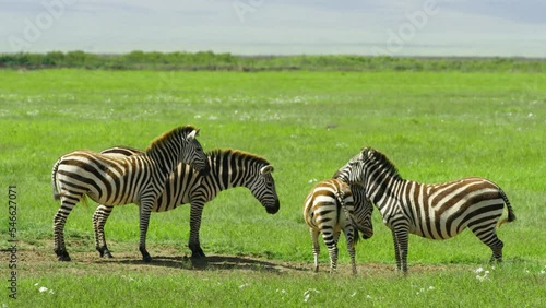 Group of zebras in a beautiful green field in Ngorongoro reserve.