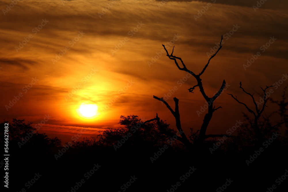 Sonnenaufgang - Krüger Park Südafrika / Sunrise - Kruger Park South Africa / Sonnenaufgang - Krüger Park Südafrika / Sunrise - Kruger Park South Africa /