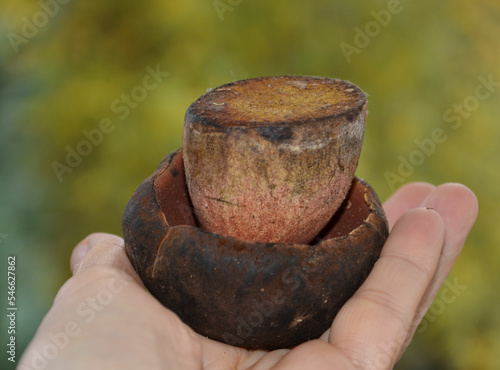 Speisepilz in der Hand - Hexenröhrling