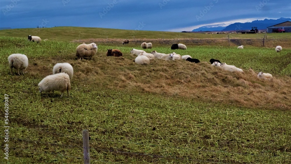 Obraz premium Ovejas Islandesas