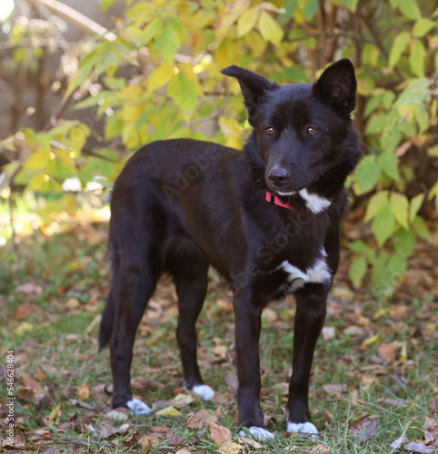 black dog full body photo on green grass background