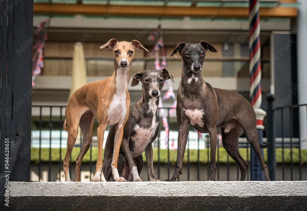 Three Italian Greyhounds standing at the top of the stairs