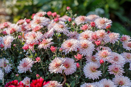 beautiful chrysanthemum flower bushes pink colors