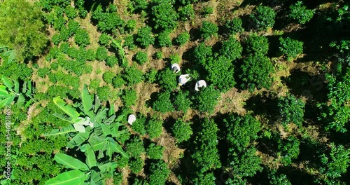 Wallpaper Mural Close aerial view of farmers working on a wide Colombian coffee farm. Torontodigital.ca