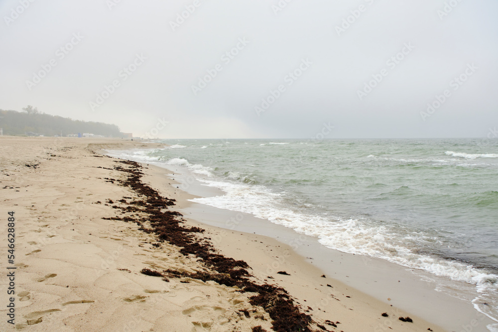 Discarded algae beach Baltic Sea during storm.