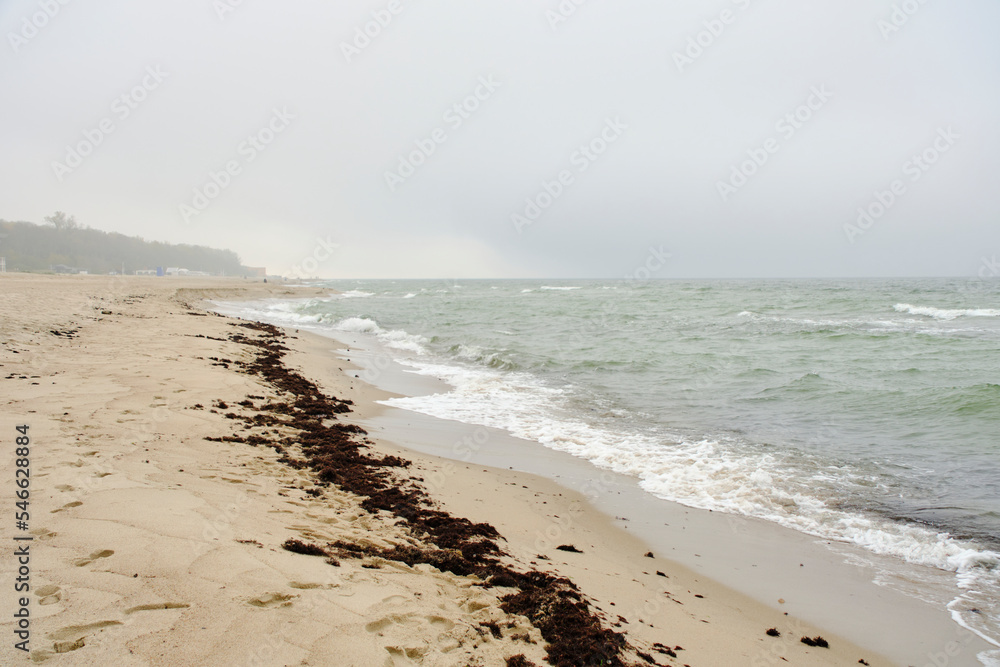 Discarded algae beach Baltic Sea during storm. Discarded algae beach Baltic Sea during storm.