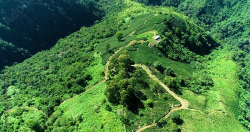 Wide verdant mountains covered with long trees and grasslands.