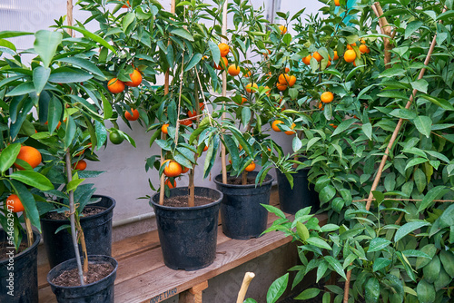 Obraz na płótnie citrus trees tangerines in home greenhouse w salonie