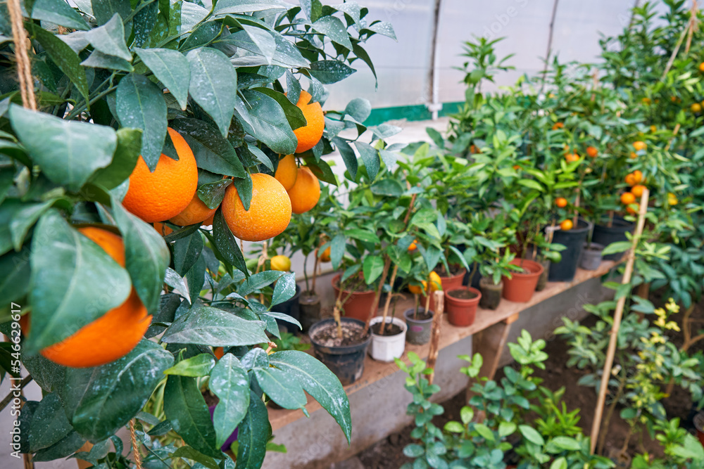 citrus trees tangerines in home greenhouse