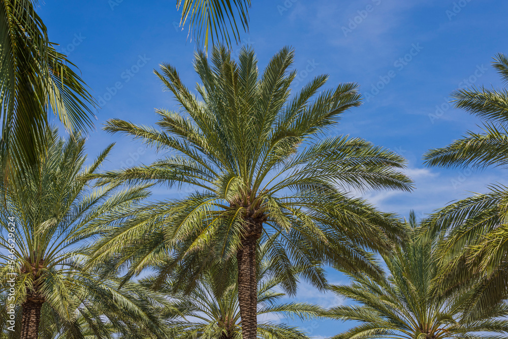 Beautiful view of palm trees on blue sky with white clouds background. Aruba. 