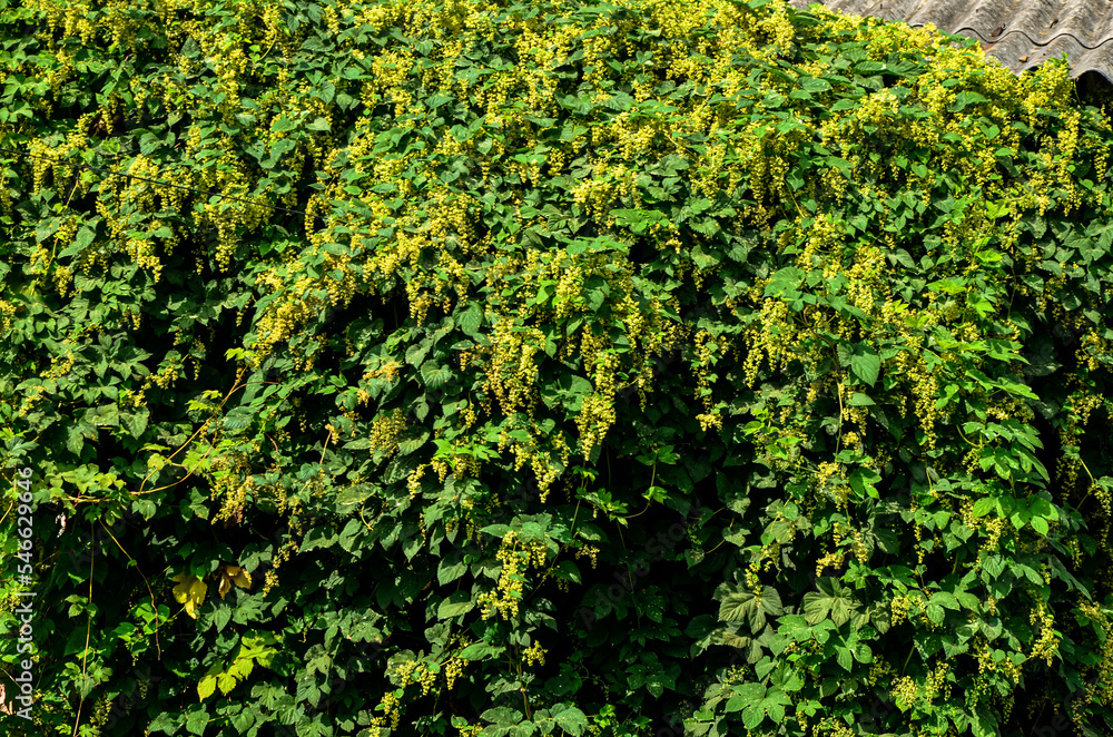 Golden Hop vine (humulus lupulus aureus) .