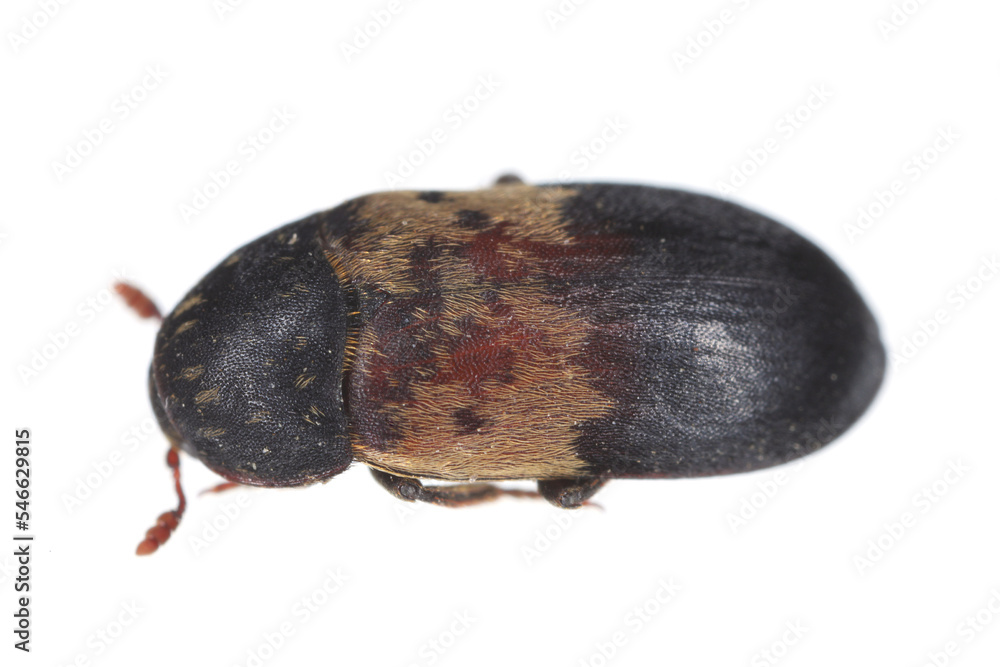 Dermestes lardarius, commonly known as the larder beetle from the